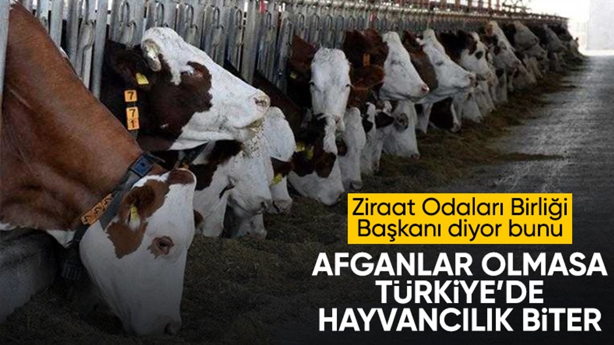 TZOB Başkanı Şemsi Bayraktar: Afganlılar olmasa Türkiye’de hayvancılık biter